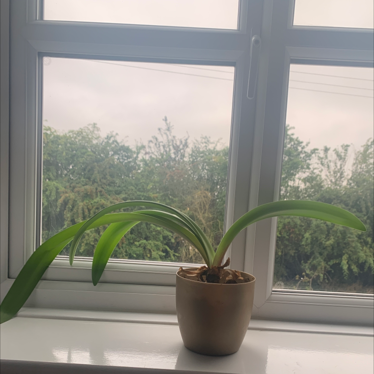 Photo of the plant species Bush Lily by @hannah03 named ChloroPhil on Greg, the plant care app