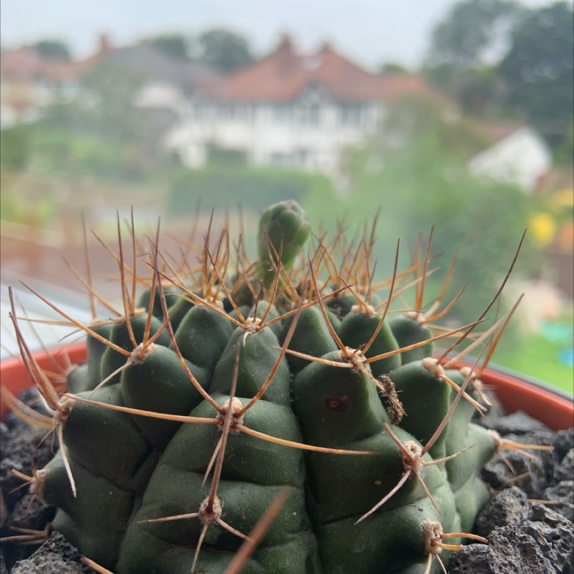 Thelocactus hexaedrophorus plant photo by @M1fr3d named Plant 3 . on Greg, the plant care app.