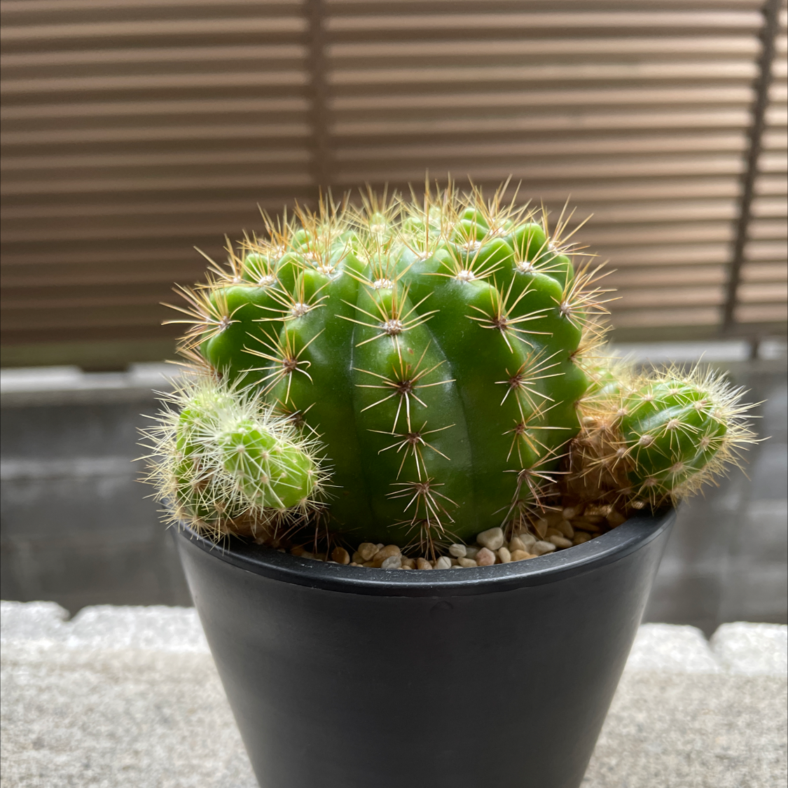 Photo of the plant species Mammilaria marksiana by @asuyakono named サボテン on Greg, the plant care app