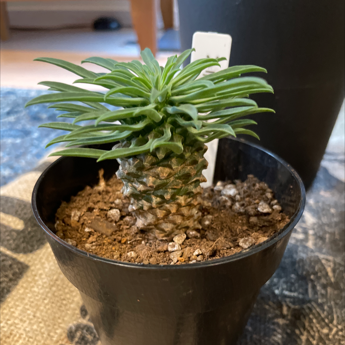 Photo of the plant species Pine Cone Plant by @asuyakono named ソテツキリン on Greg, the plant care app
