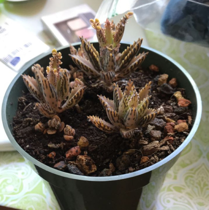 A healthy Mother of Thousands succulent plant in a pot, with many small reddish-brown leaves and tiny plantlets along the leaf edges.