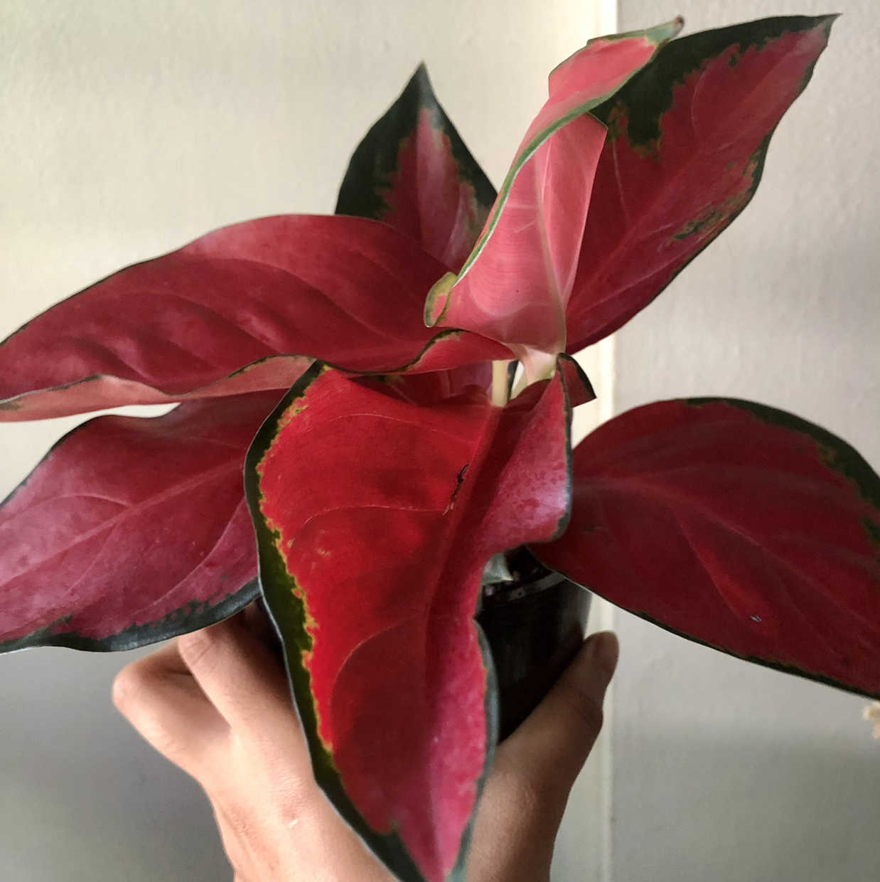 Suksom Jaipong Aglaonema plant photo by @skekingaround named Overhaul on Greg, the plant care app.