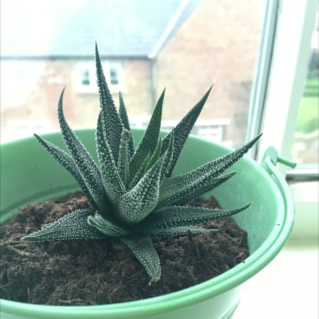 Zebra Plant plant photo by @Nasalk named James on Greg, the plant care app.