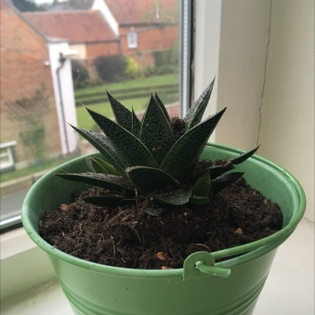 Zebra Plant plant photo by @Nasalk named Jason on Greg, the plant care app.