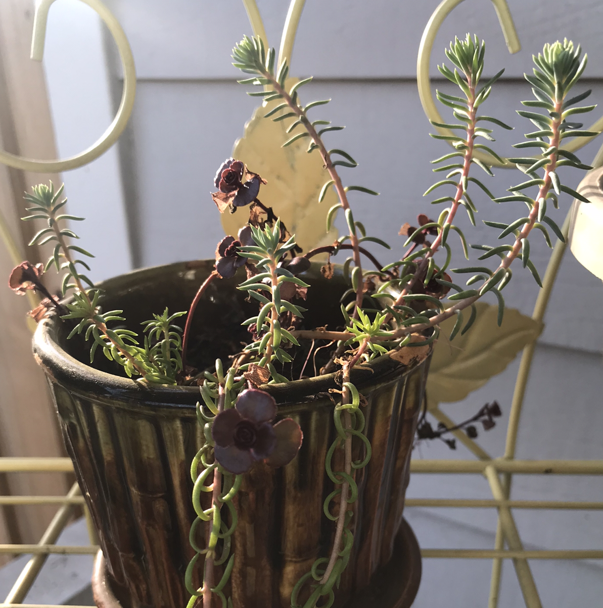 Potted Jenny's Stonecrop plant with browning and black spots on leaves and flowers.