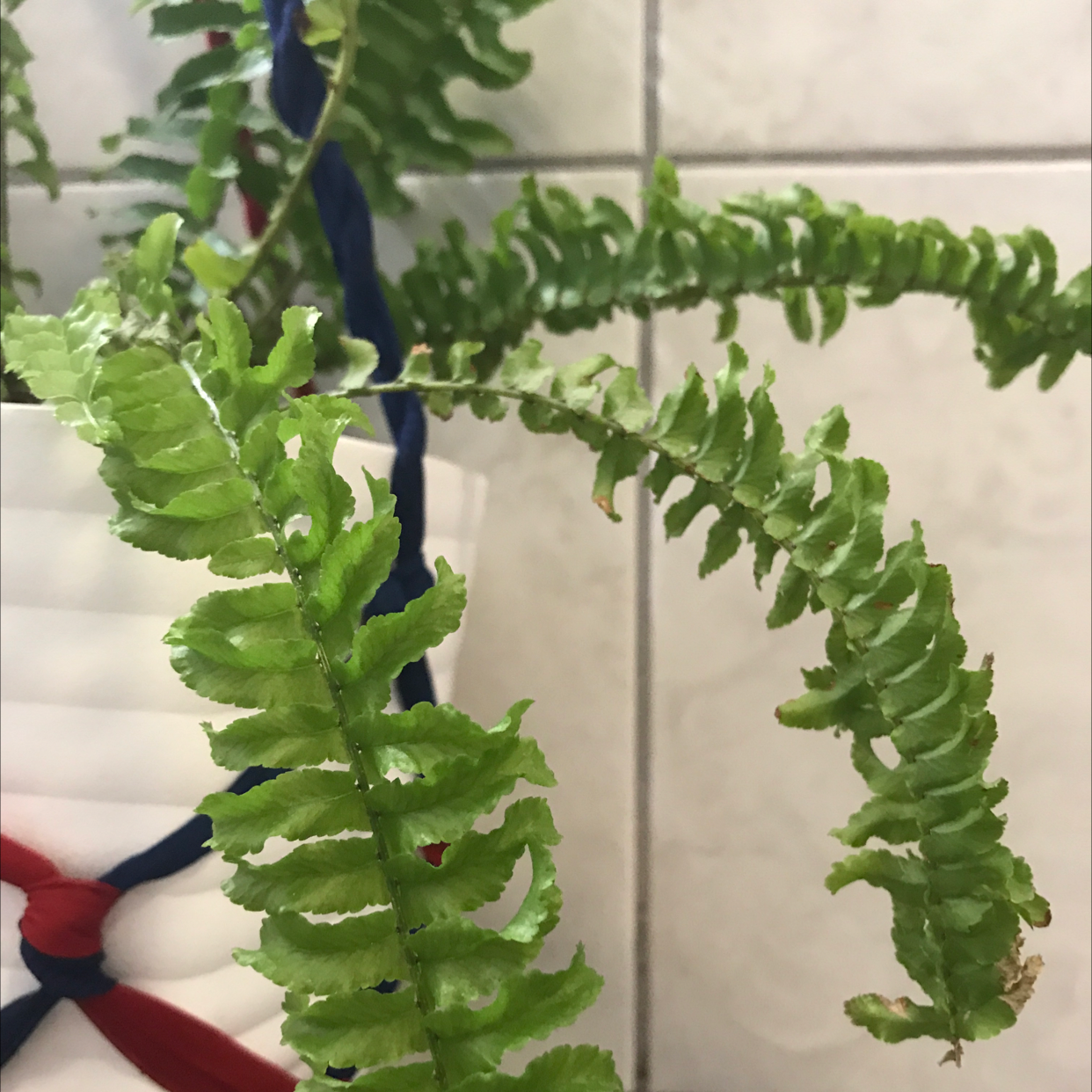 Boston Fern plant photo by @Meln808 named Fernie on Greg, the plant care app.