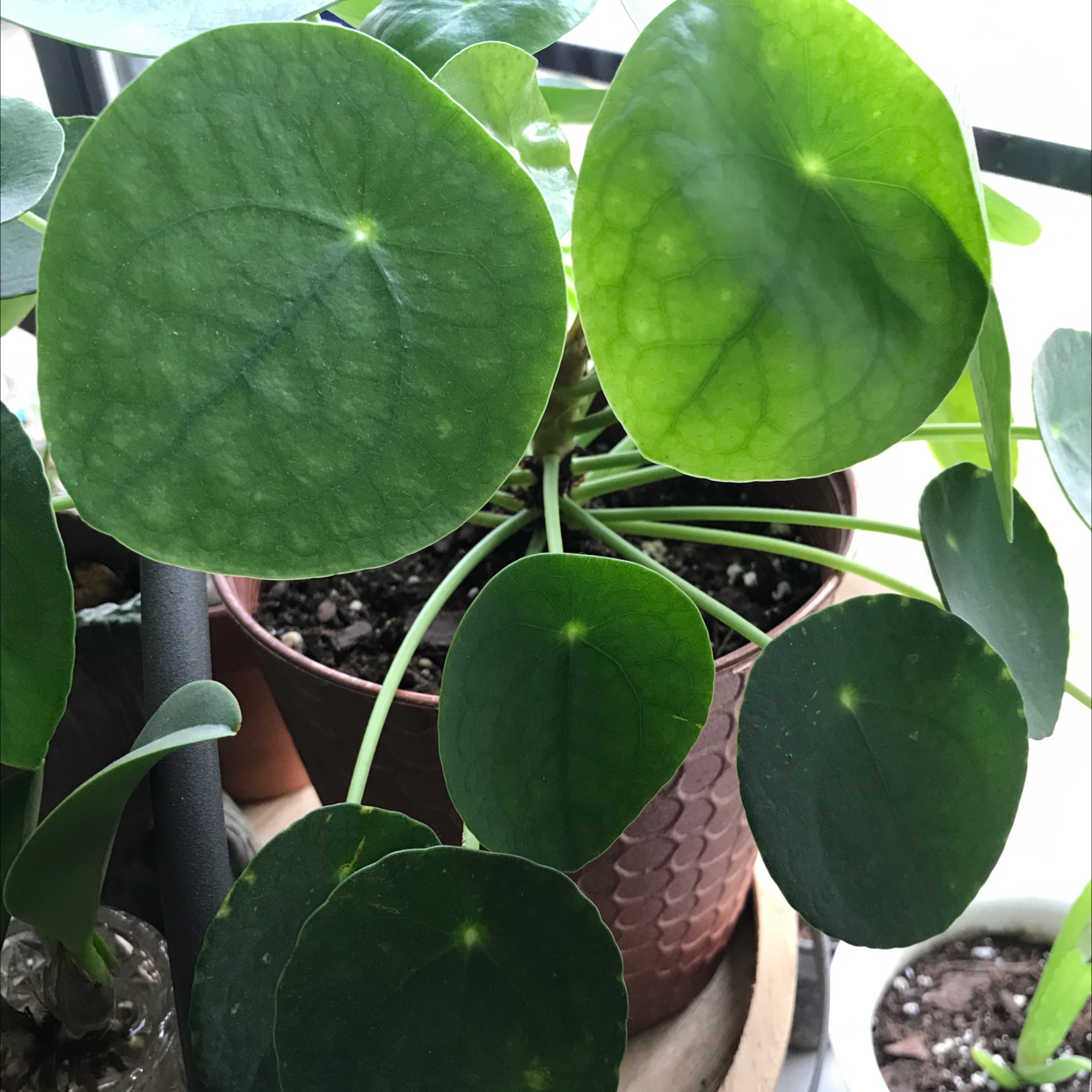 Chinese Money Plant plant photo by @Meln808 named Penny on Greg, the plant care app.