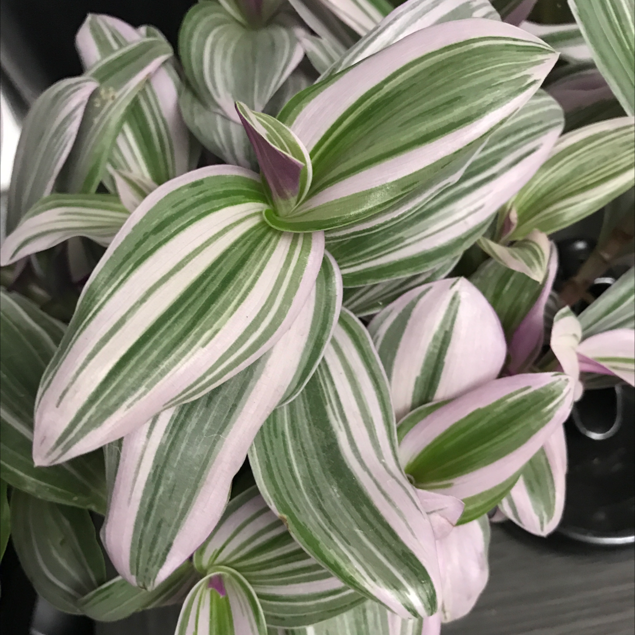 Small-Leaf Spiderwort plant photo by @Meln808 named Rosie on Greg, the plant care app.