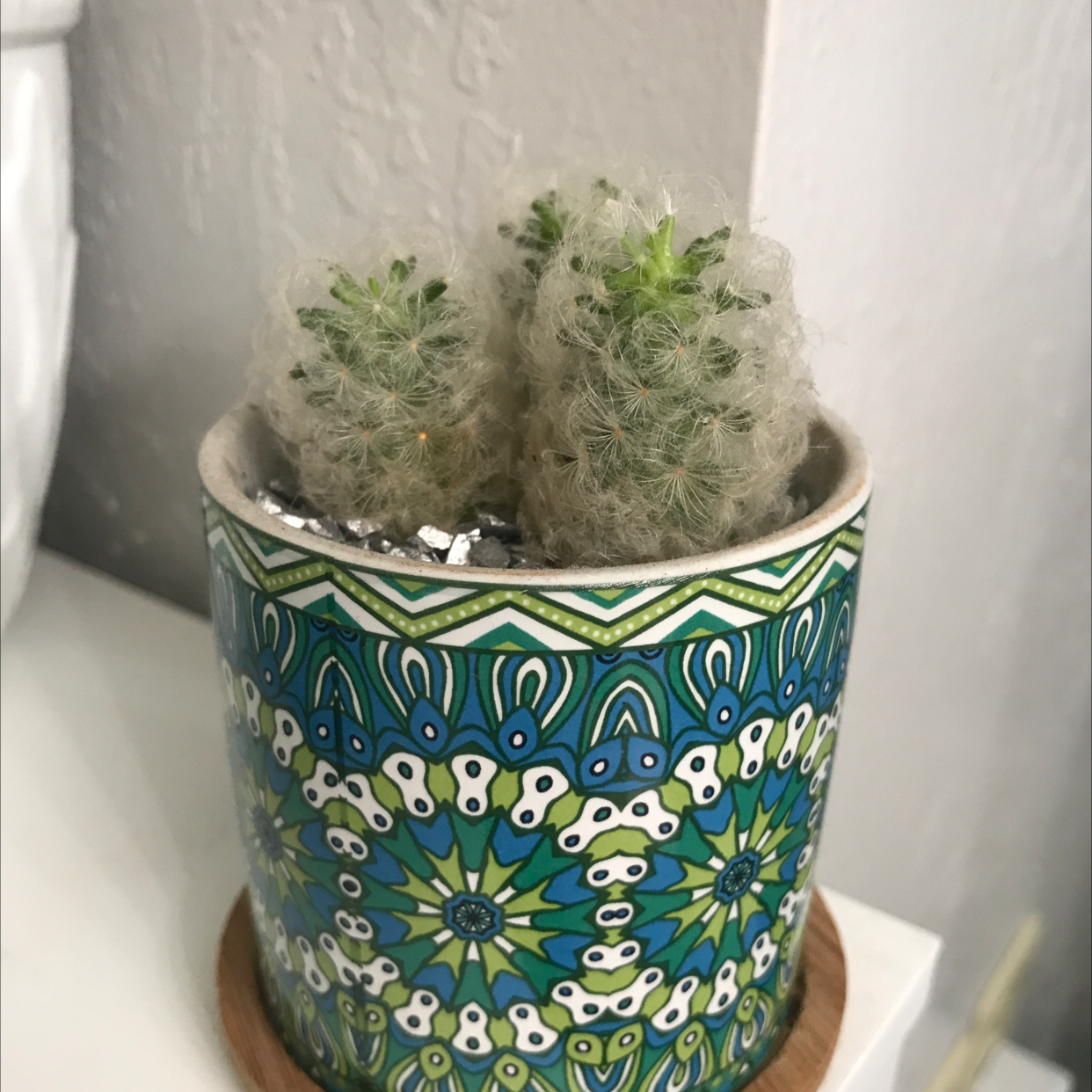 Photo of the plant species Mammillaria Haageana by @Meln808 named Fuzzy Nuggets on Greg, the plant care app
