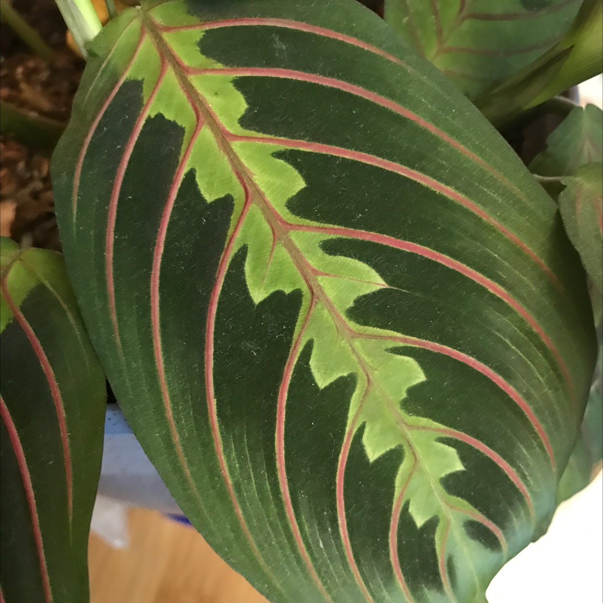 Green Prayer Plant plant photo by @Meln808 named Manni on Greg, the plant care app.