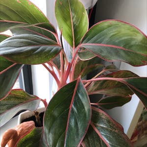 Red Siam Aurora Aglaonema plant photo by @Meln808 named Finicky Joe on Greg, the plant care app.