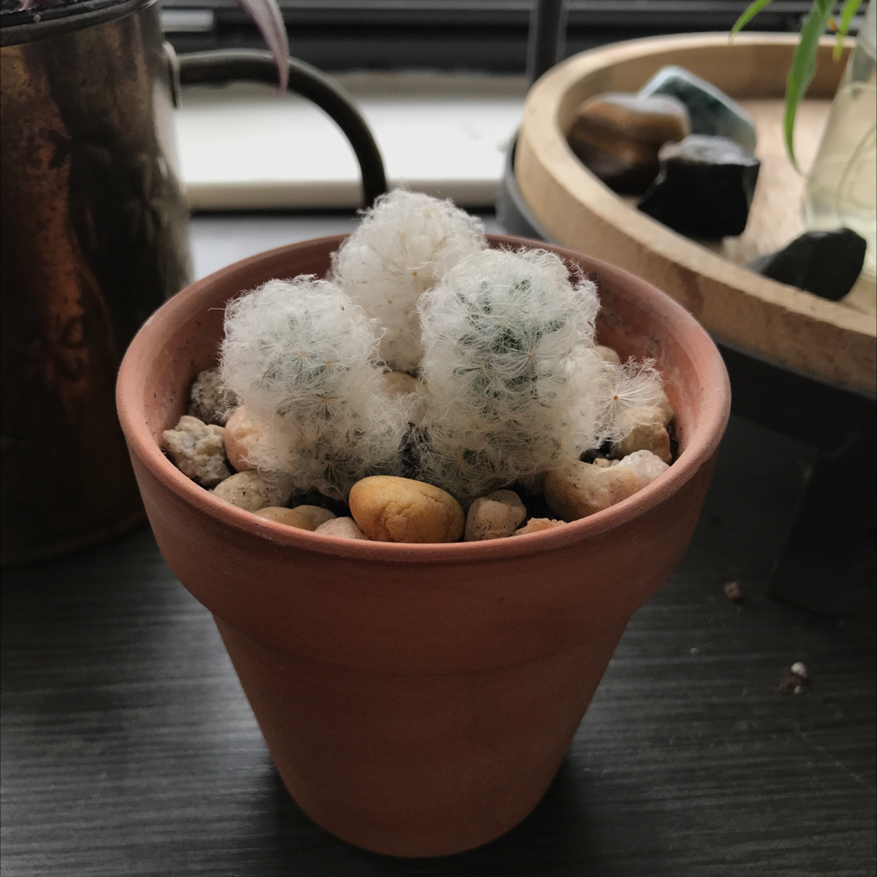 Potted Mammillaria Haageana cactus with white woolly coverings, surrounded by pebbles.