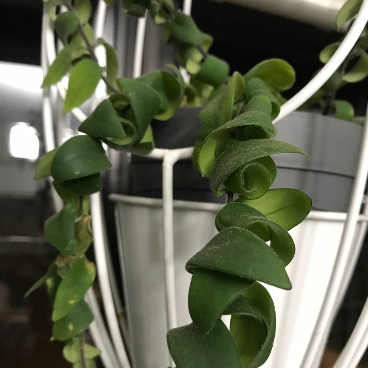 Close-up of a healthy Lipstick Vine with green leaves in a pot with a white support structure.
