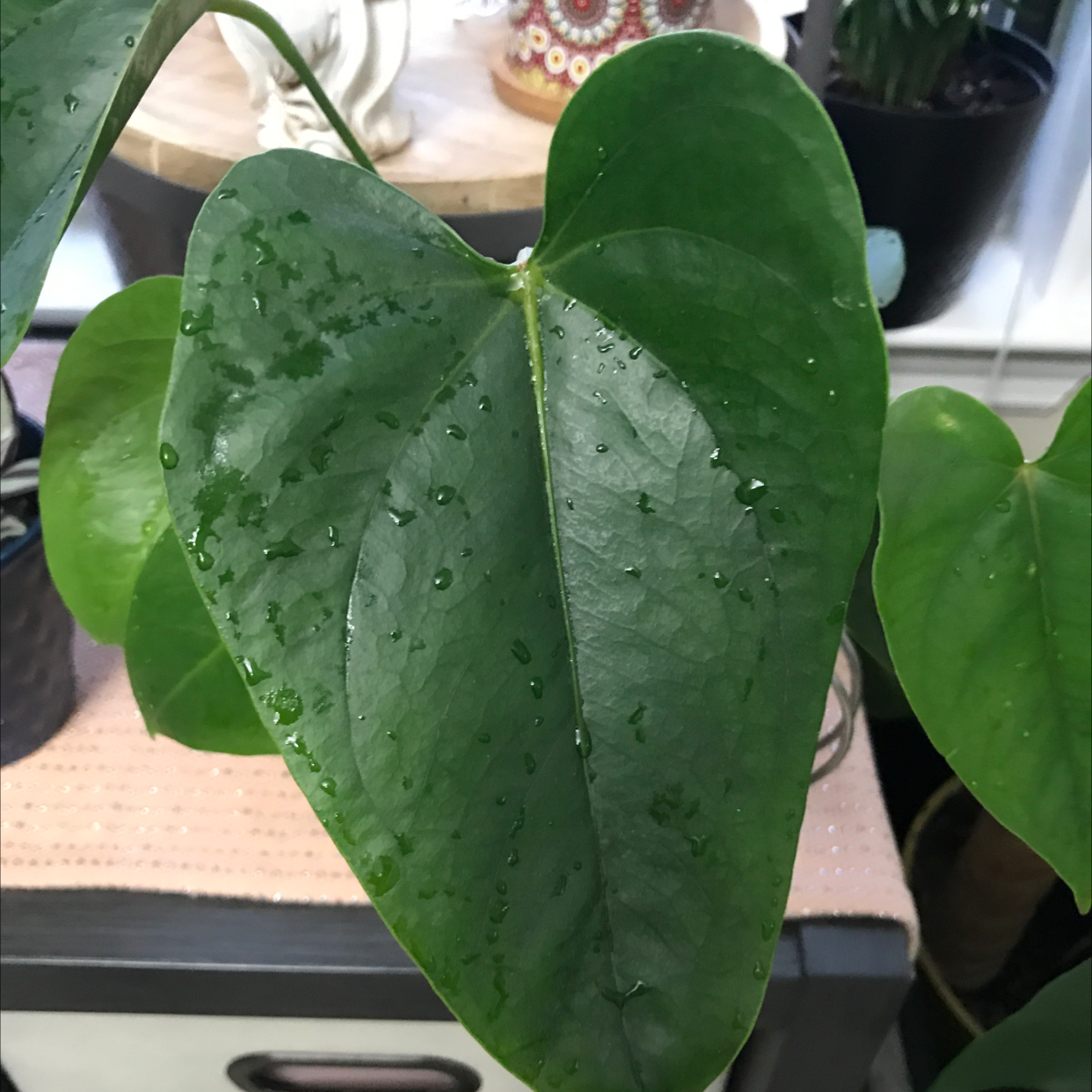 Painter's Palette plant photo by @Meln808 named Lola on Greg, the plant care app.