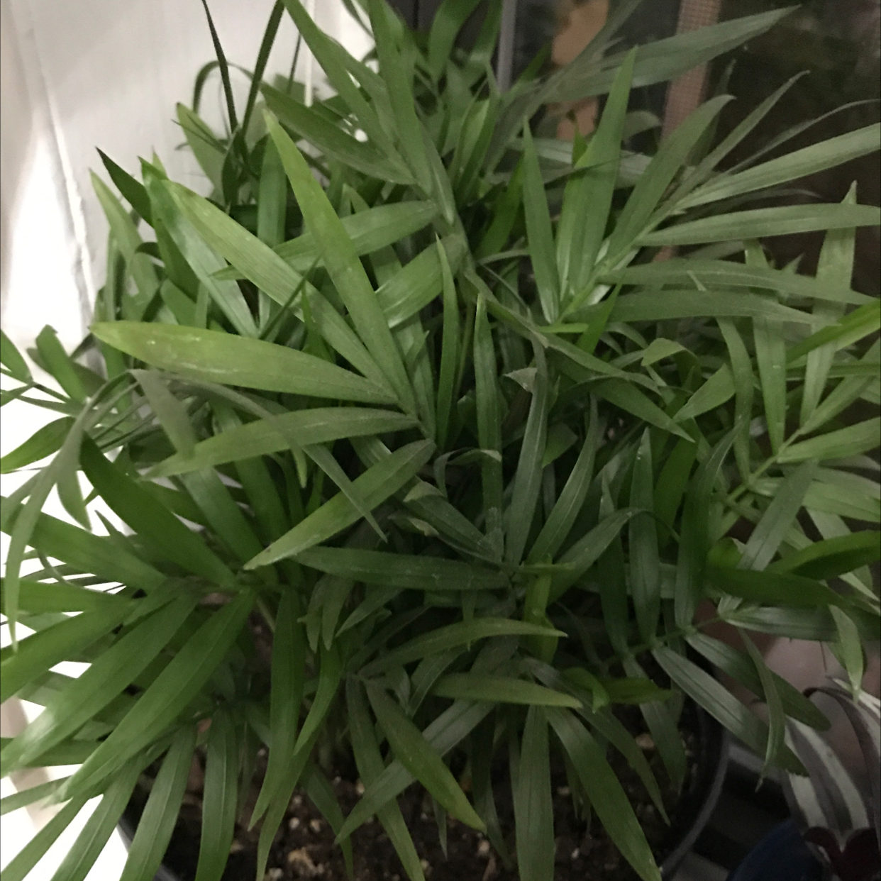Parlour Palm plant photo by @Meln808 named Bella on Greg, the plant care app.