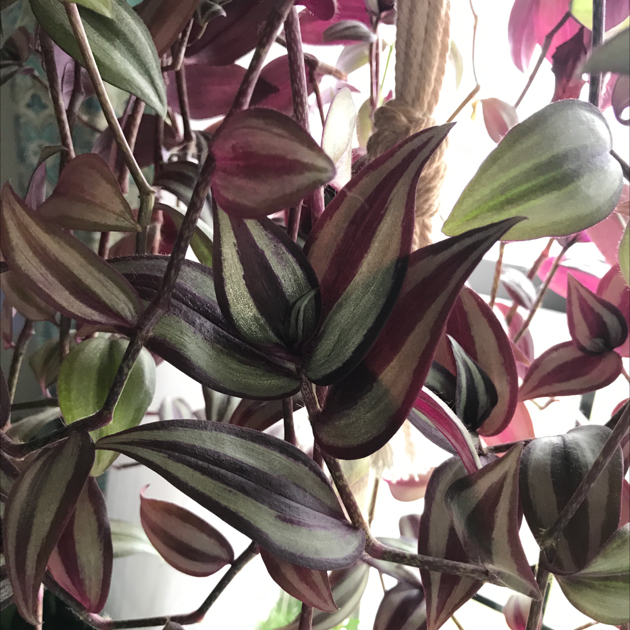 Spiderwort plant photo by @Meln808 named Jewel on Greg, the plant care app.