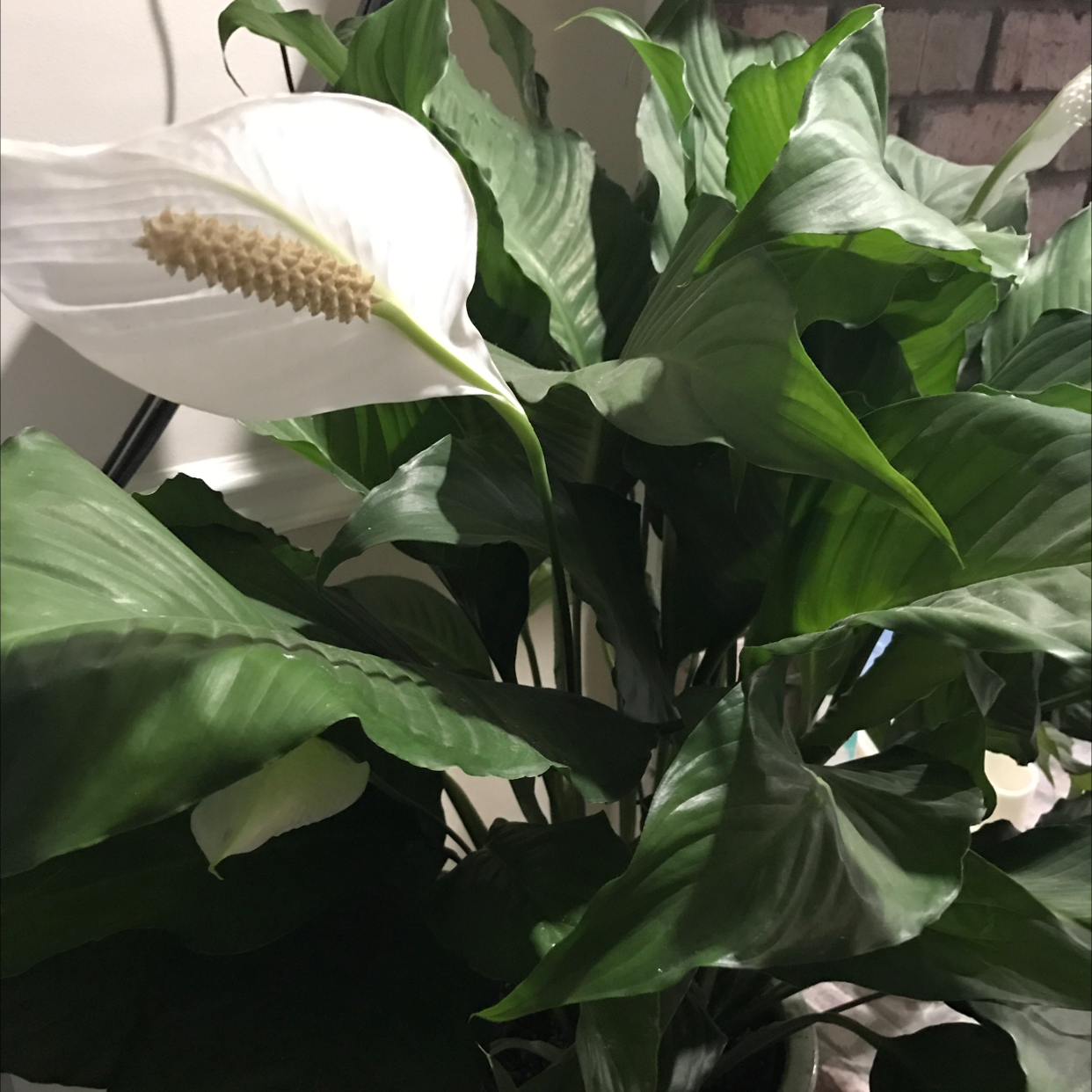 Peace Lily plant photo by @Meln808 named Lily on Greg, the plant care app.