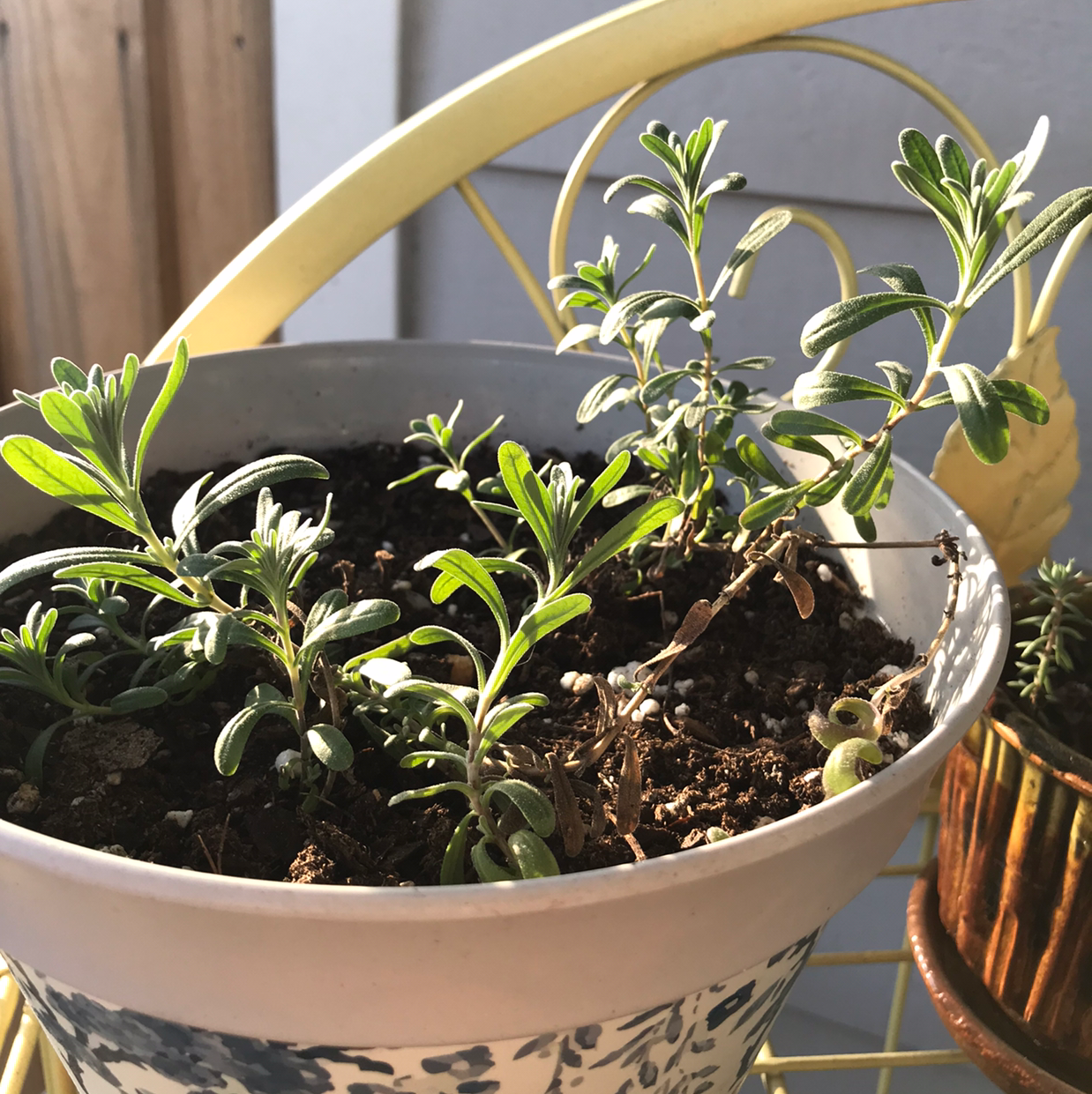 Why Are the Leaves on My English Lavender Turning Yellow?