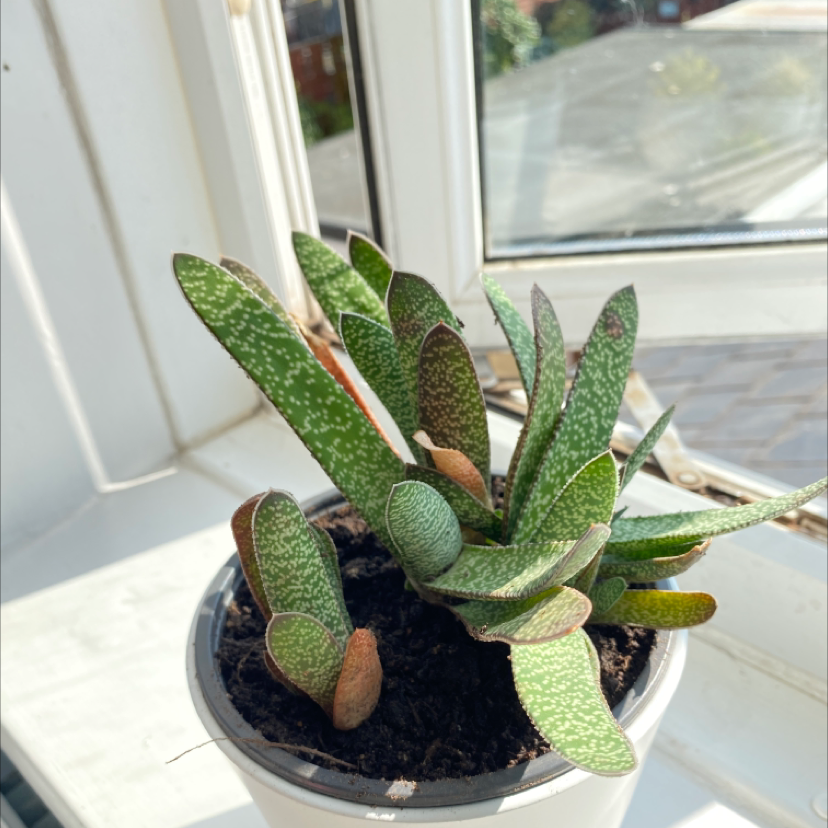 Ox Tongue plant photo by Keira named Nicki on Greg, the plant care app.