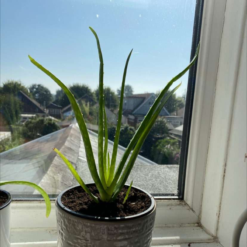 Aloe vera plant photo by Keira named Aloe Mate on Greg, the plant care app.