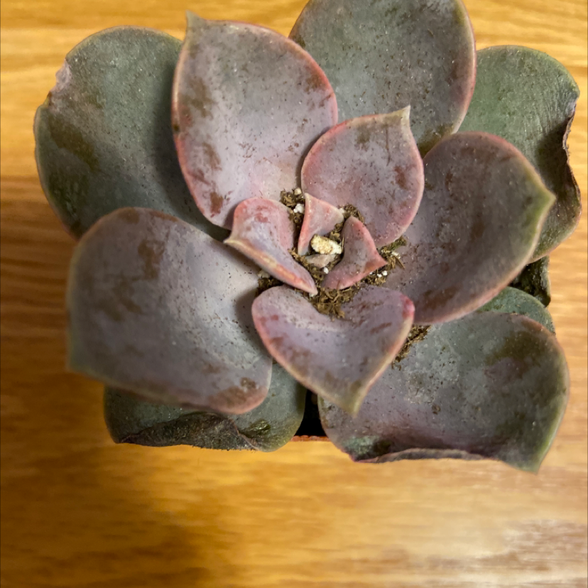 Echeveria Gibbiflora succulent with purplish leaves and visible soil in a small pot.