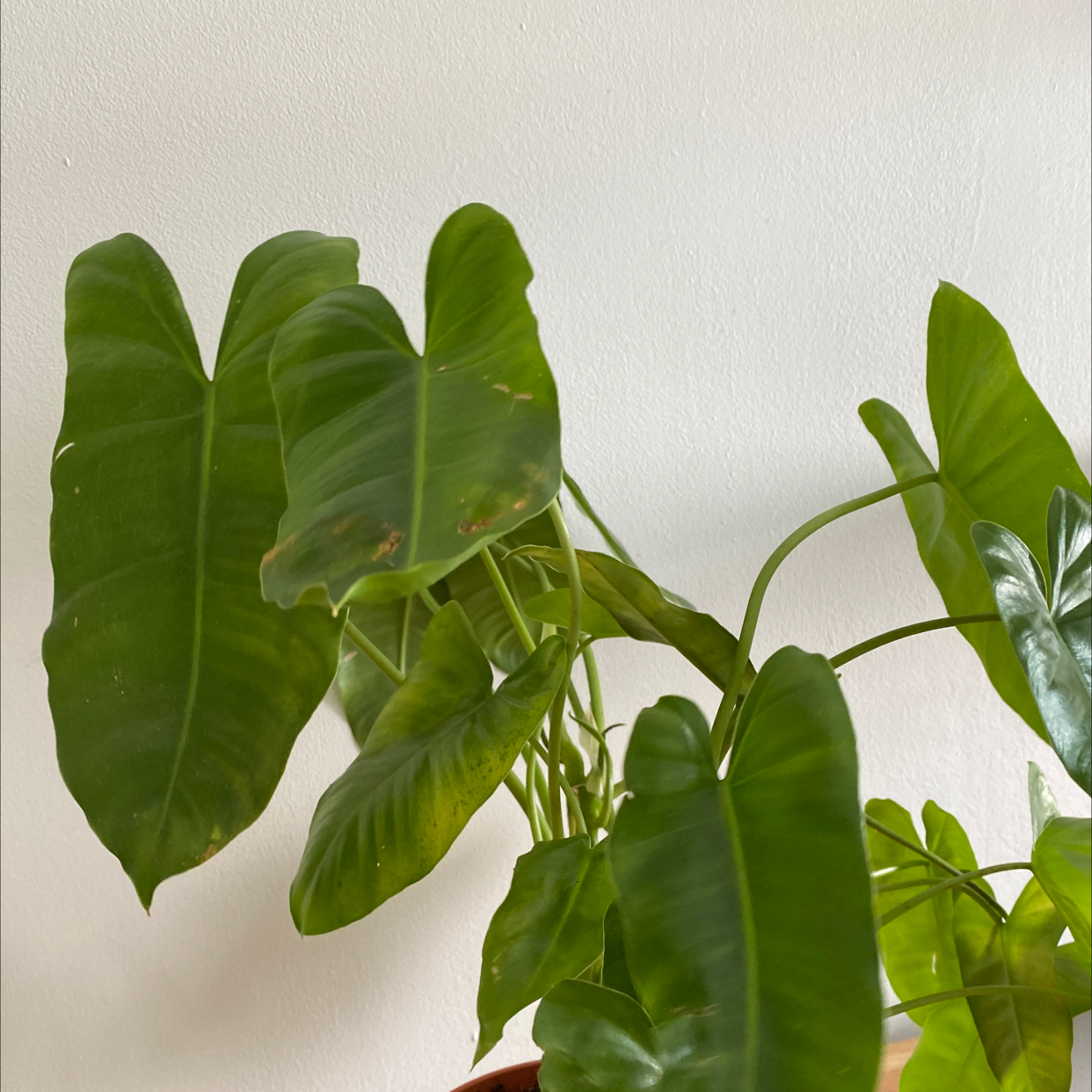 Photo of the plant species Burle Marx by @_safff named Marx on Greg, the plant care app