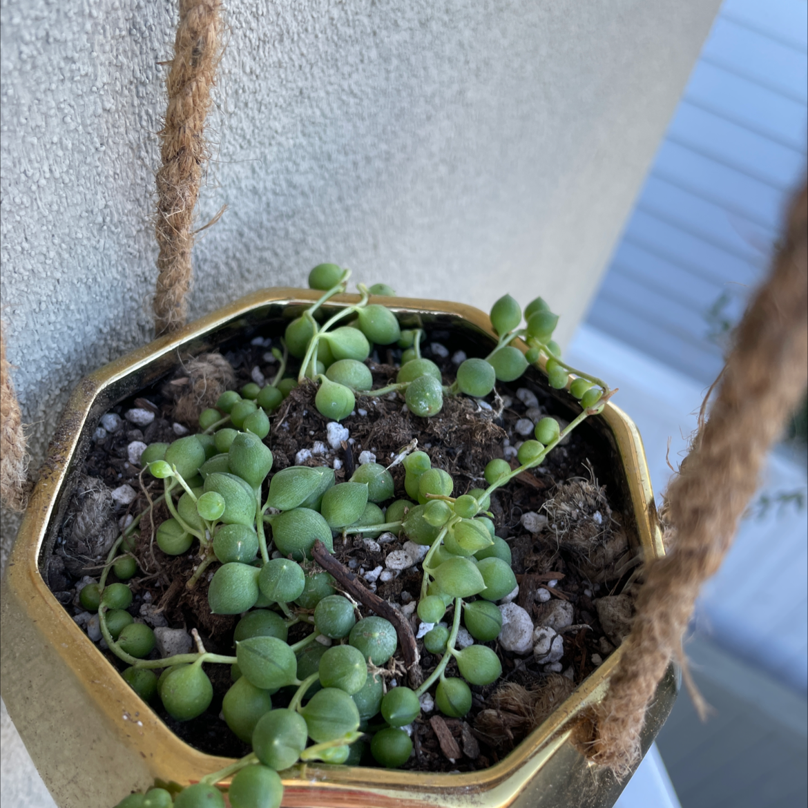 Variegated String of Pearls plant in a hanging pot with visible soil.