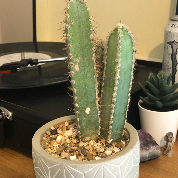 Photo of the plant species Pleated Cereus by @xiao named Kevin on Greg, the plant care app