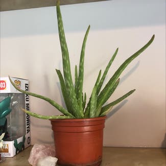 Aloe Vera plant in Bedwas, Wales