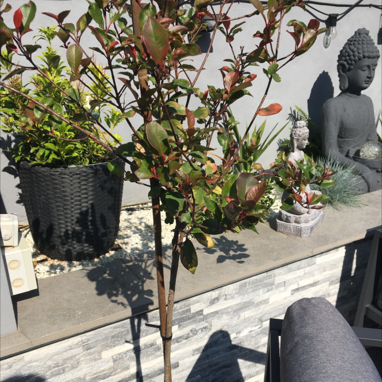 Photo of the plant species Red Robin Photinia by Ruth named Robin on Greg, the plant care app