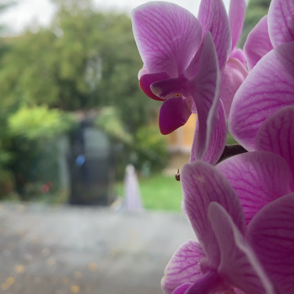 Photo of the plant species phalaenopsis orchid by @angus9026 named Orchid on Greg, the plant care app