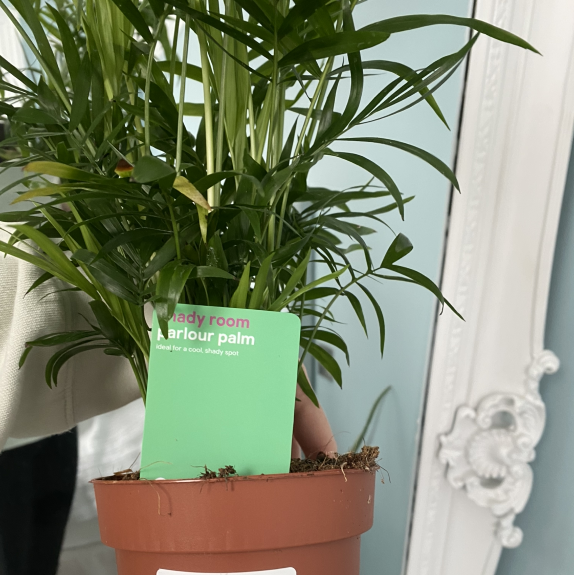 Parlour Palm plant photo by Anna named Elle on Greg, the plant care app.