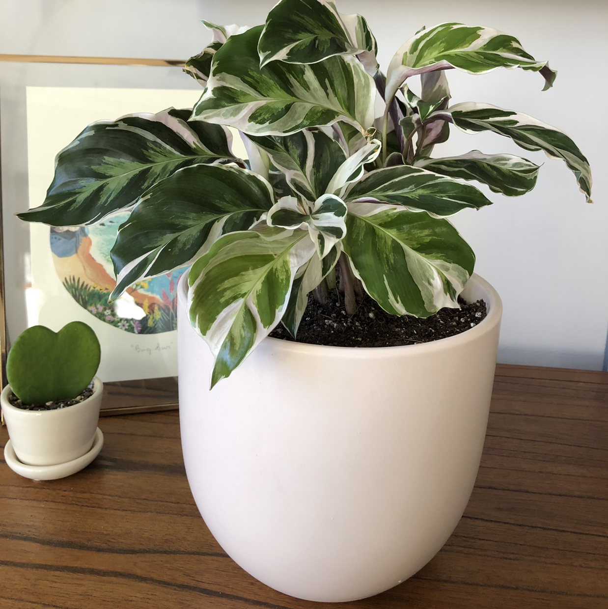 Calathea 'White Fusion' plant in a white pot with vibrant variegated leaves.