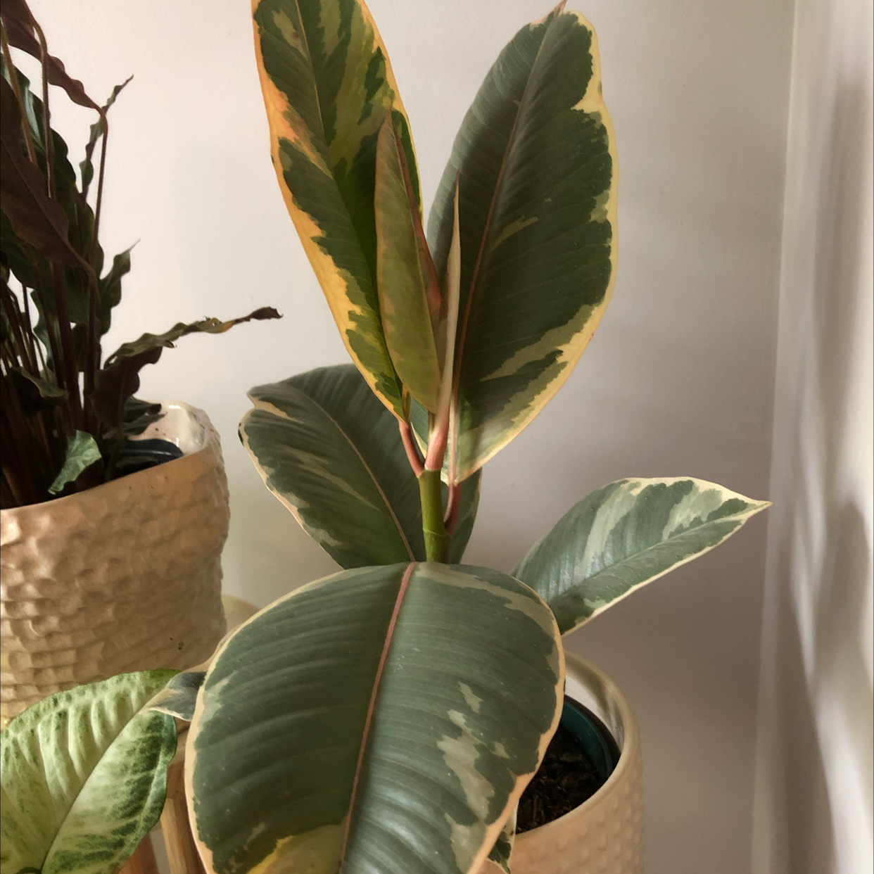 Photo of the plant species Variegated Rubber Tree by @Ebw213 named TinkieBell on Greg, the plant care app