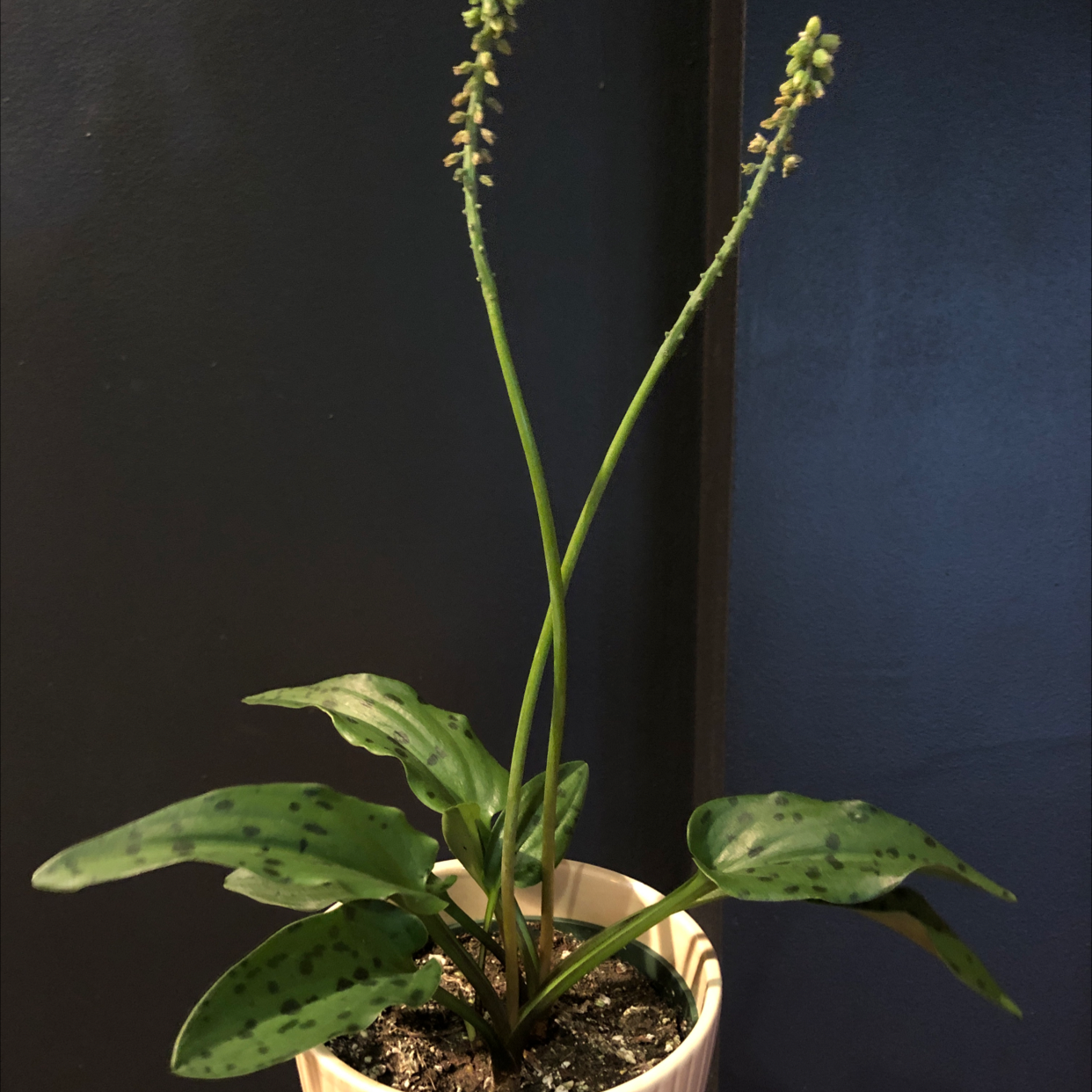Photo of the plant species Little White Soldiers by @Ebw213 named Octopus on Greg, the plant care app