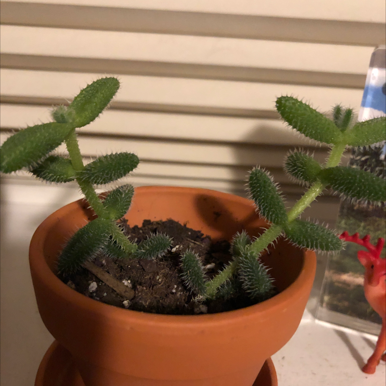 Pickle Plant in a terracotta pot with visible soil, well-framed and in focus.