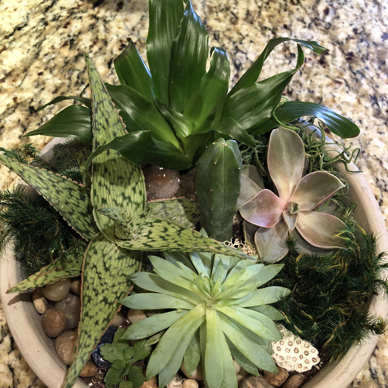 A variety of succulent plants, including a Broad-Leaved Aloe, in a pot with decorative stones.