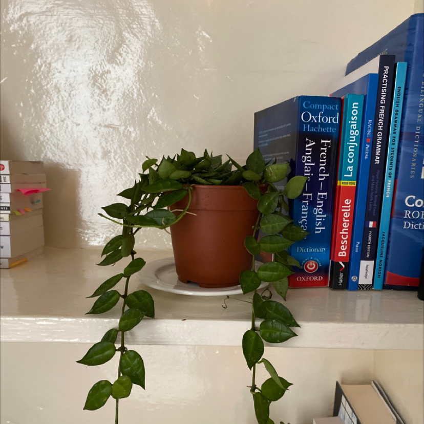Hoya krohniana plant with trailing vines on a shelf with books in the background.