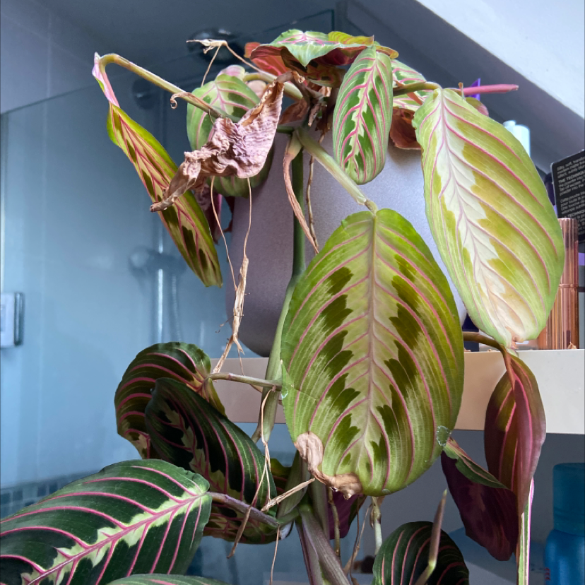 Green Prayer Plant plant photo by Sarah named Sad pink boi on Greg, the plant care app.
