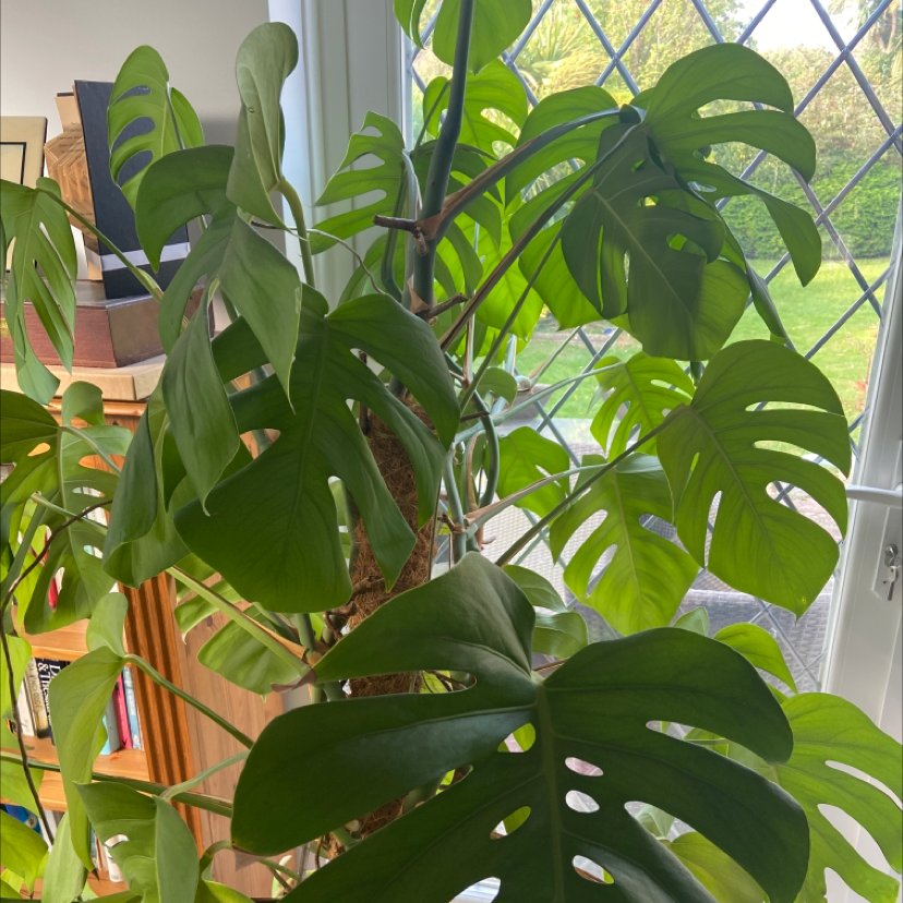 Monstera plant photo by Sarah named Monty on Greg, the plant care app.