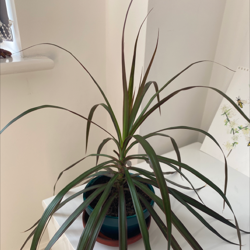 Dracaena 'Ray of Sunshine' plant in a pot with some browning leaf tips.