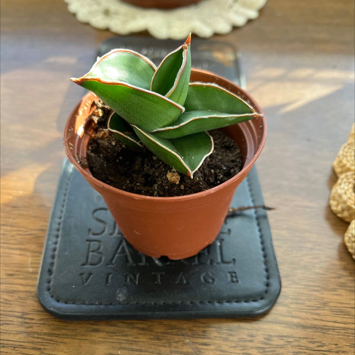 Samurai Dwarf Snake Plant in a small pot with visible soil, well-framed and in focus.