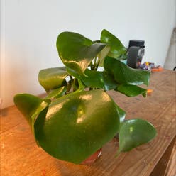 Eichhornia crassipes plant