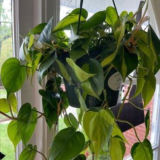 Heartleaf Philodendron plant in Homewood, Illinois