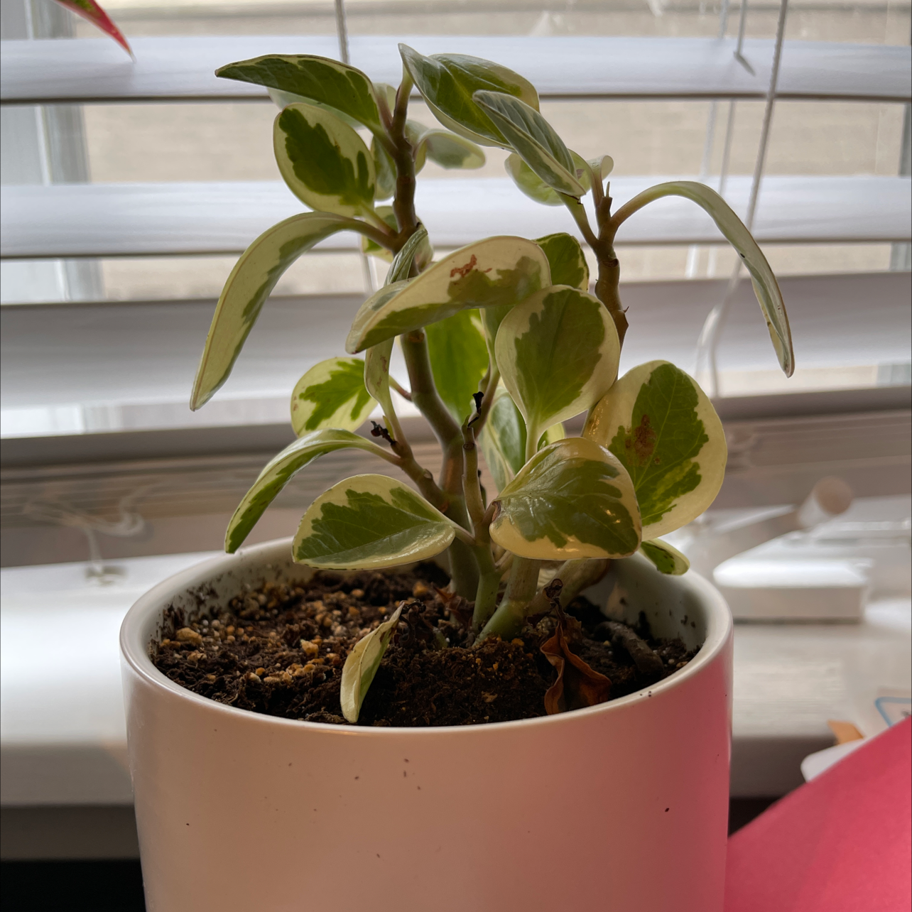 Jelly Peperomia plant in a white pot with variegated leaves, some yellowing and browning visible.