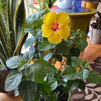 Chinese Hibiscus plant in Homewood, Illinois