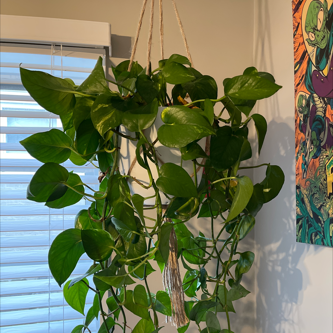 Taro Vine plant photo by Ariana named Piper on Greg, the plant care app.