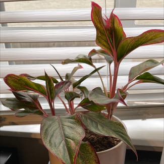 Chinese Evergreen plant in Homewood, Illinois
