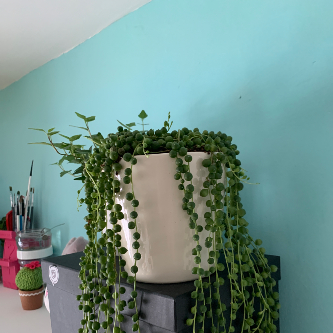 String of Pearls plant photo by @MintyBobcat named Pearls on Greg, the plant care app.