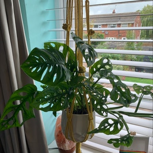 Swiss Cheese Philodendron plant photo by @MintyBobcat named Jill on Greg, the plant care app.